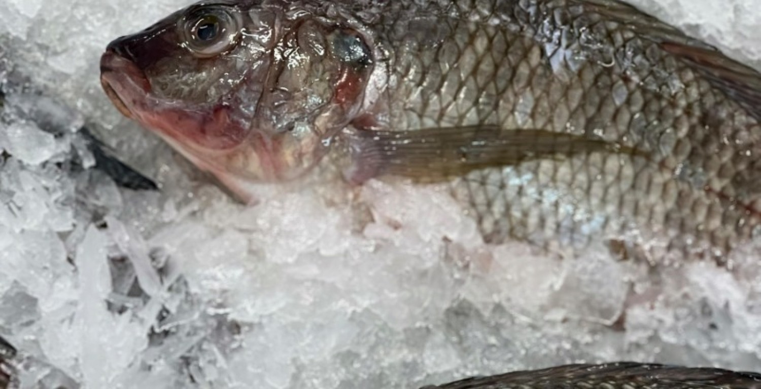 Secretaria de Desenvolvimento Social inicia cadastro para distribui��o de peixes na Semana Santa